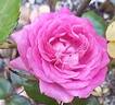 Bernadette Lafont ® rose photo