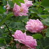 Céleste rose photo