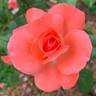 Dickie rose photo