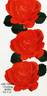 Ami Fritz, Cl. rose photo