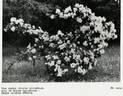 <i>Rosa lucens</i> Erecta rose photo