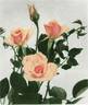 Catalina rose photo