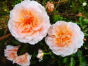 Schloss Eutin ® Fairy Tale rose photo