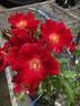 Marjorie Kinnan Rawlings rose photo