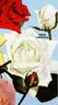 White Christmas rose photo