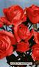 Edith de Martinelli rose photo