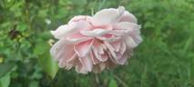 Amateur E. Biron rose photo