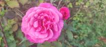 June Park rose photo