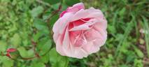 Gruss an Coburg rose photo