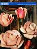 Versailles ® rose photo