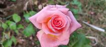 Bonsoir rose photo