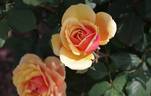 Great Venture rose photo