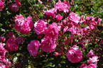 Simply Magic rose photo