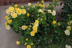 Hello Yellow rose photo