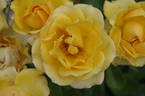Hello Yellow rose photo