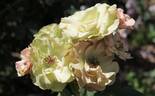 Greensleeves rose photo