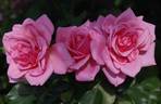 City of Adelaide rose photo