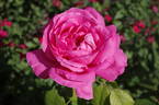 Susan Hampshire rose photo