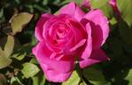 Susan Hampshire rose photo