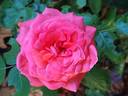 Marie Caroline ® rose photo