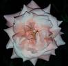 Marie Caroline ® rose photo