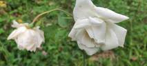 Andenken an Johannes Gehlhaar rose photo