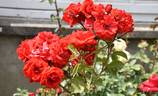 City of Belfast ® rose photo