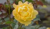 Mountbatten rose photo