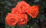 L'Oréal Trophy rose photo