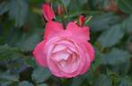Kerryman ® rose photo