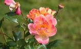 Champagne Cocktail rose photo