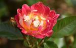 Champagne Cocktail rose photo