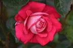 Caramba ® rose photo