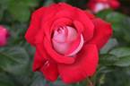 Caramba ® rose photo