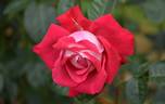 Caramba ® rose photo