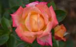 Faust rose photo