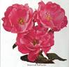 Improved Lafayette rose photo