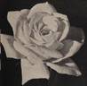 Glowing Carmine rose photo