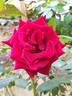 Schwarze Madonna ™ rose photo