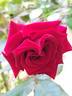Schwarze Madonna ™ rose photo