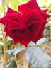 Schwarze Madonna ™ rose photo