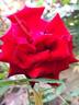 Schwarze Madonna ™ rose photo