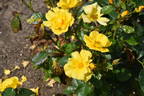 Bright Smile ® rose photo