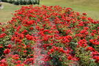 Satchmo ® rose photo