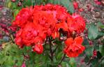 Satchmo ® rose photo