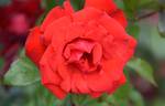 Satchmo ® rose photo