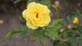 Honeymoon rose photo