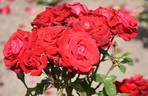 Glad Tidings rose photo