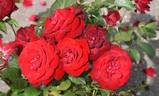 Glad Tidings rose photo