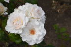 Margaret Merril rose photo